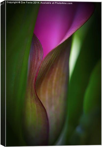 Portrait of a Calla Lily Canvas Print by Zoe Ferrie