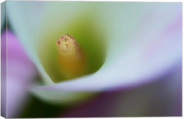 Portrait of the stamen of a Calla Lily Canvas Print by Zoe Ferrie