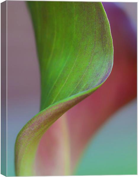 Curves of a Calla Lily Canvas Print by Zoe Ferrie