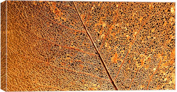 Leaf Vein Detail Canvas Print by Brian  Raggatt