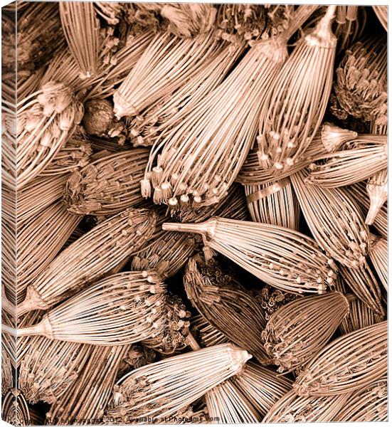 Dried herbs in sepia Canvas Print by Brian  Raggatt