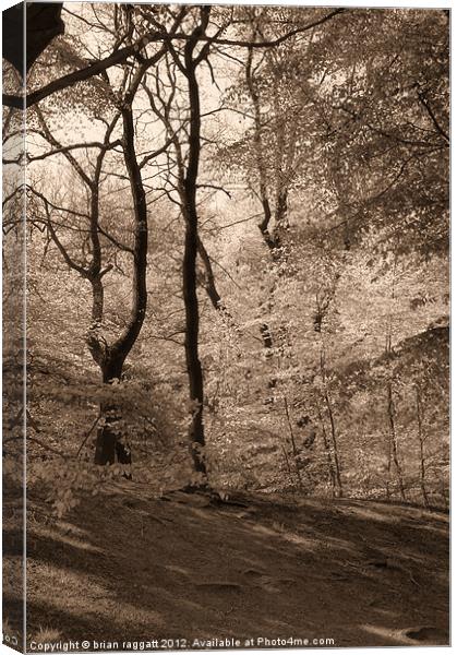 Forest Fantasy Canvas Print by Brian  Raggatt