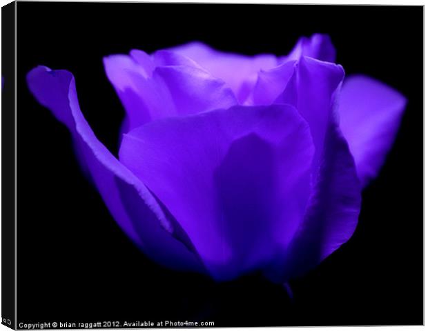 Midnight Rose Canvas Print by Brian  Raggatt