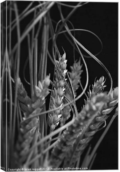Dried Wheat Heads Canvas Print by Brian  Raggatt