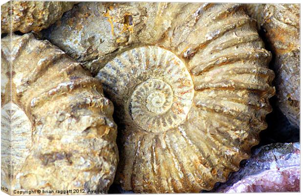 Ammonite Fossils Canvas Print by Brian  Raggatt