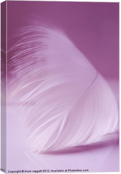 White Feather Canvas Print by Brian  Raggatt