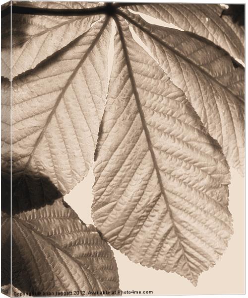 Leaf canopy Canvas Print by Brian  Raggatt