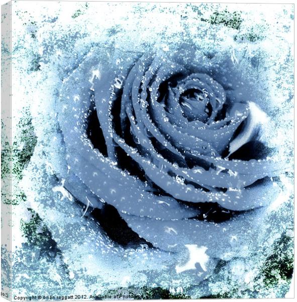 Frozen Rose Canvas Print by Brian  Raggatt