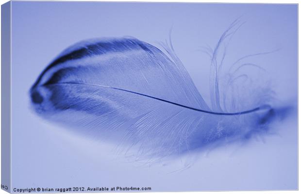 Blue Feather Canvas Print by Brian  Raggatt