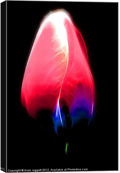 Tulip glow Canvas Print by Brian  Raggatt