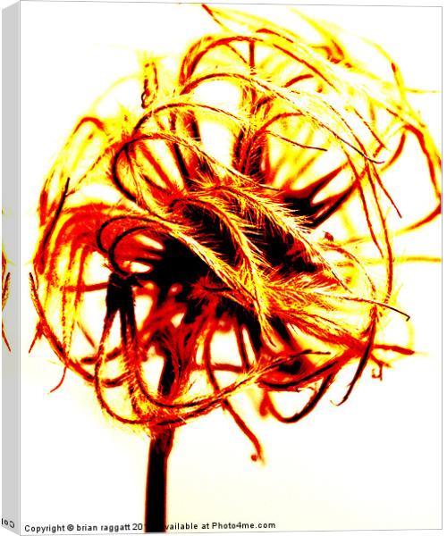 Abstract seed Head Canvas Print by Brian  Raggatt