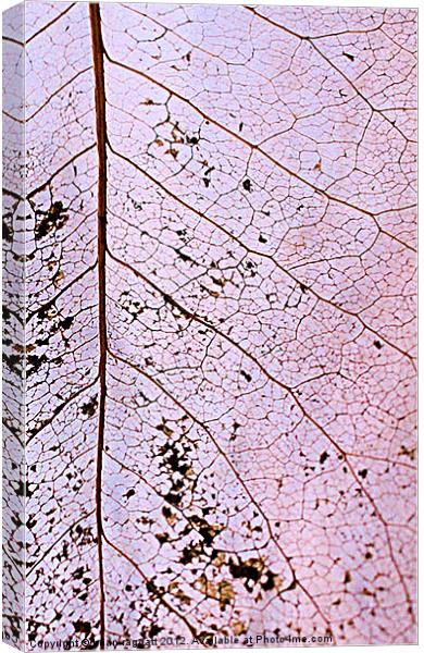 Leaf Skeleton 6 Canvas Print by Brian  Raggatt