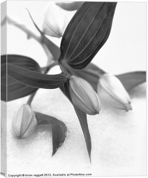 Lily on snow Canvas Print by Brian  Raggatt