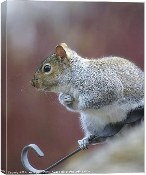 Squirrel 1 Canvas Print by Brian  Raggatt