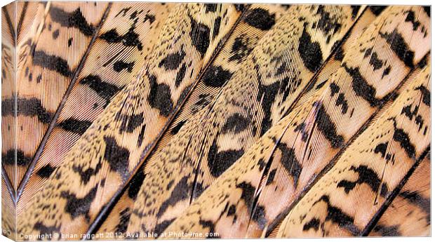 Pheasant Feathers abstract Canvas Print by Brian  Raggatt