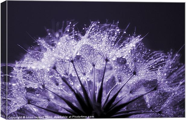 NOT a Dandelion head!!   5 Canvas Print by Brian  Raggatt