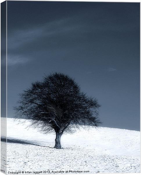 Left out in the Cold Canvas Print by Brian  Raggatt
