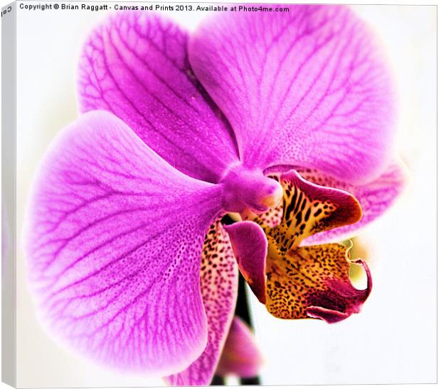 Orchid Canvas Print by Brian  Raggatt
