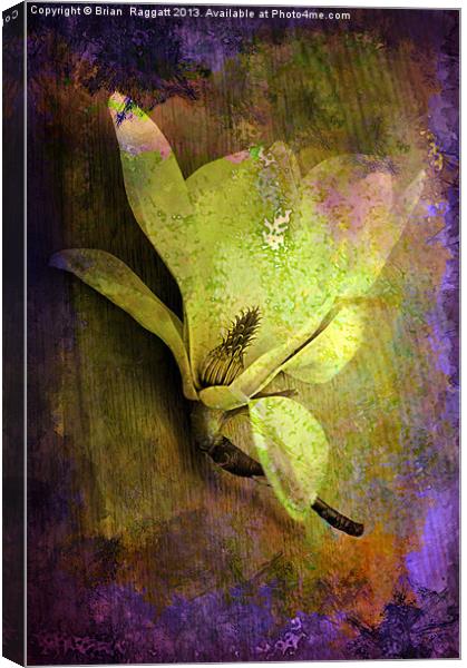 Textured Flower Canvas Print by Brian  Raggatt