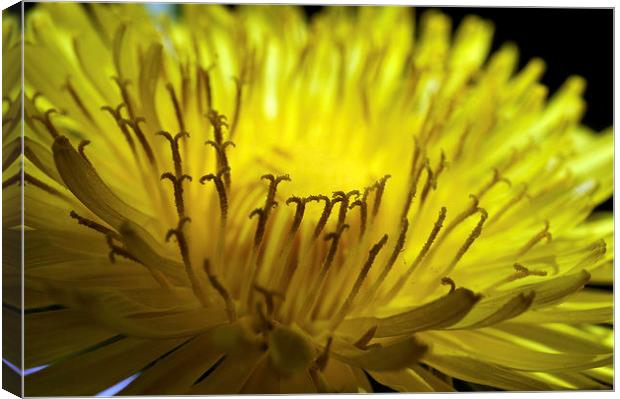 Dandelion Flower  macro Canvas Print by Brian  Raggatt