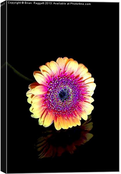 Gerbera on Black Canvas Print by Brian  Raggatt