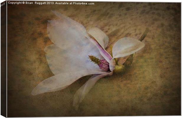 Beautiful Swan Song Canvas Print by Brian  Raggatt