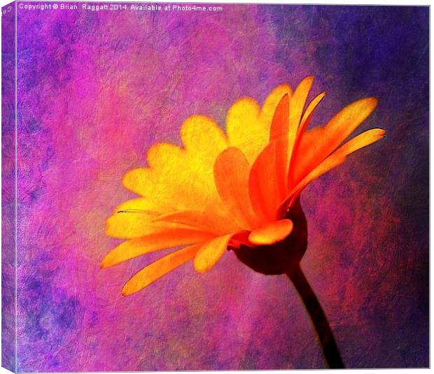 Yellow Daisy Canvas Print by Brian  Raggatt