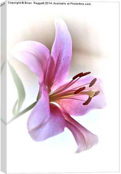 Pink Lily Canvas Print by Brian  Raggatt