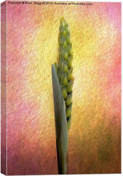Still Life grass seeds Canvas Print by Brian  Raggatt