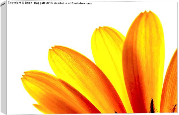  Yellow daisy Petals Macro Canvas Print by Brian  Raggatt