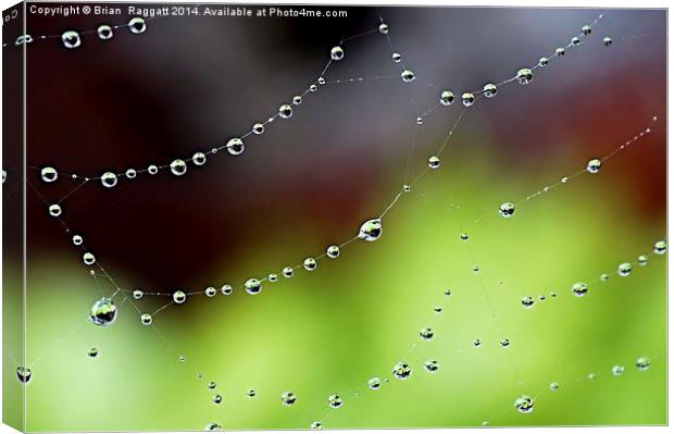  Wonder Web Droplets Canvas Print by Brian  Raggatt