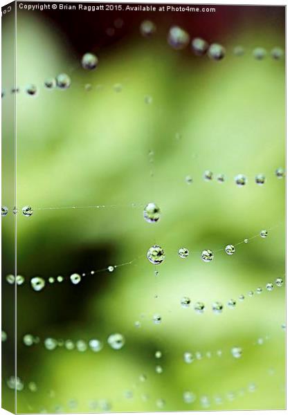  Wonderful Web Canvas Print by Brian  Raggatt