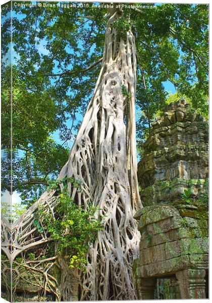  Banyan Tree Angkor Canvas Print by Brian  Raggatt