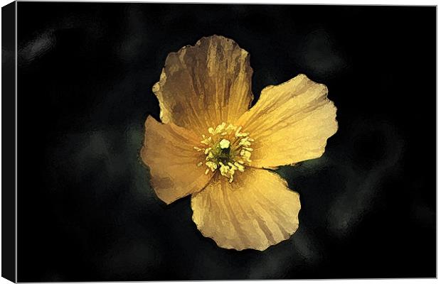 Watercolour Yellow Poppy. Canvas Print by Emma Howell-Williams