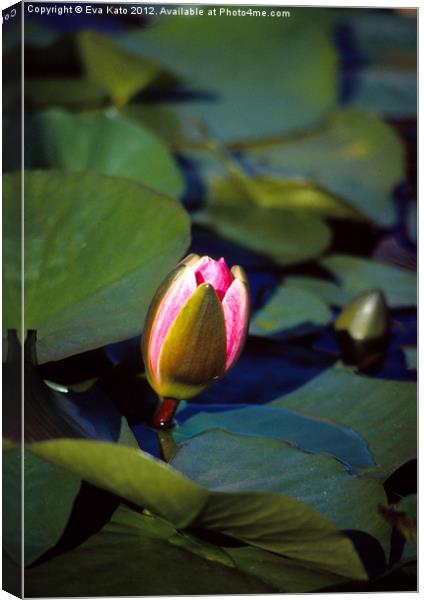 Pink Water Lily Bud Canvas Print by Eva Kato