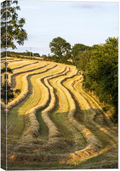 Golden harvest 1 Canvas Print by Phil Crean