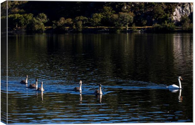 Swan and signets on Llyn Pardan lake Llanberis Wal Canvas Print by Phil Crean