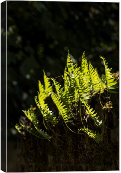 Backlit fern leaves Canvas Print by Phil Crean