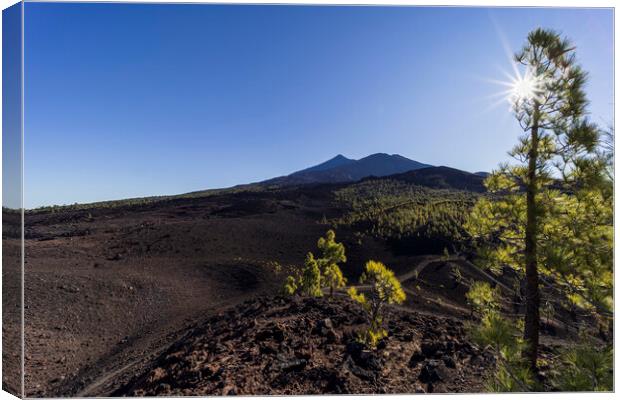 Sunburst through Canarian pine and mount Teide Canvas Print by Phil Crean