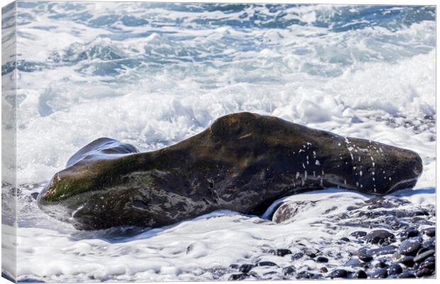 Rocky seascape Tenerife Canvas Print by Phil Crean