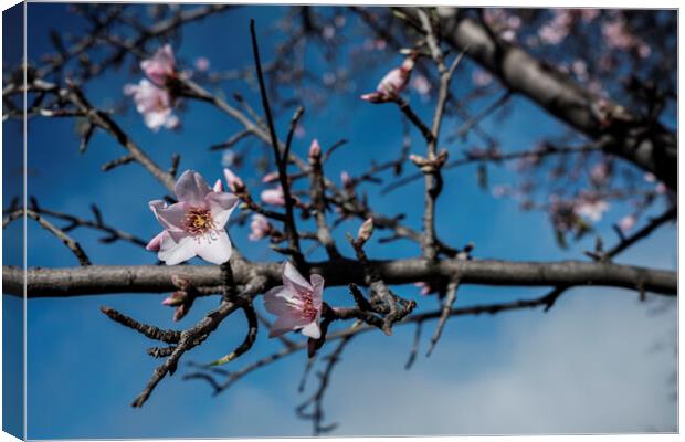 Almond flower Tenerife Canvas Print by Phil Crean