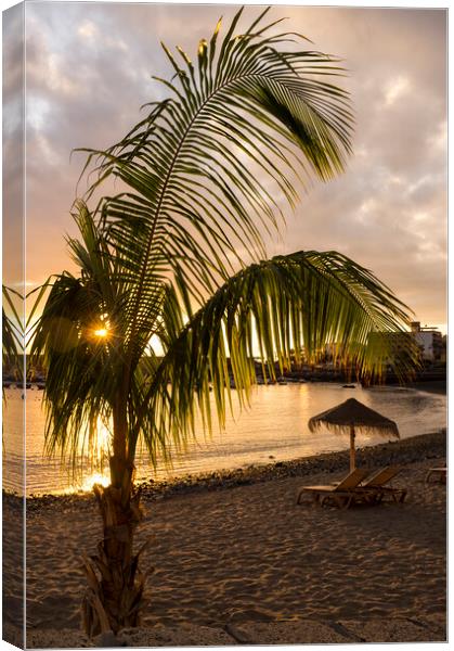 Palm tree on Playa San Juan beach, Tenerife Canvas Print by Phil Crean