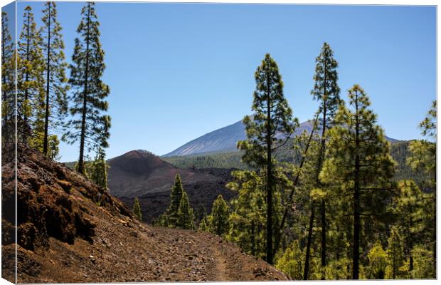 Pine forest Tenerife Canvas Print by Phil Crean