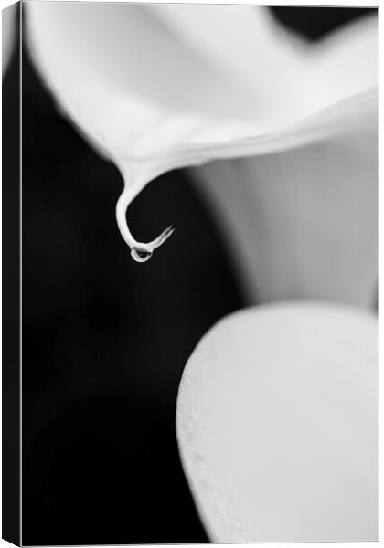 White lilies and raindrop Canvas Print by Phil Crean