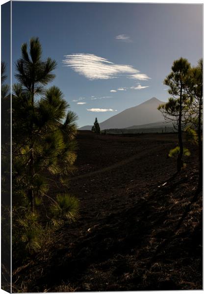 Mount Teide through pines Tenerife Canvas Print by Phil Crean