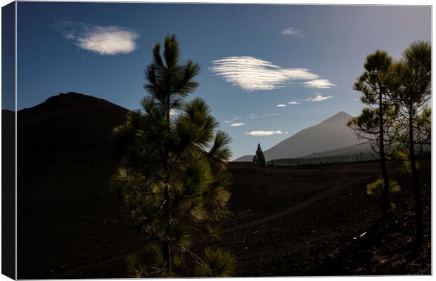 Mount Teide through pines Tenerife Canvas Print by Phil Crean