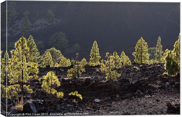 Back lit Canarian pines in black lava Tenerife Canvas Print by Phil Crean