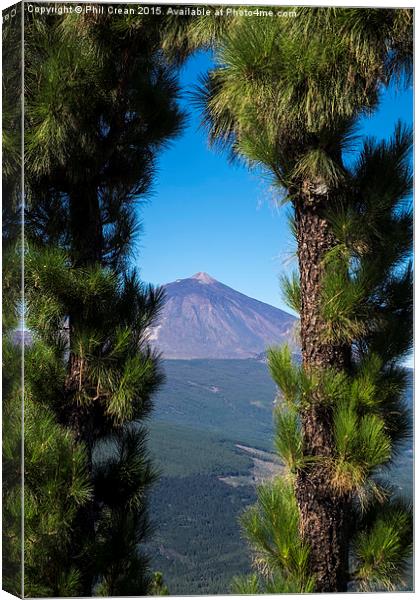  View of Mount Teide through arch of pine trees, T Canvas Print by Phil Crean