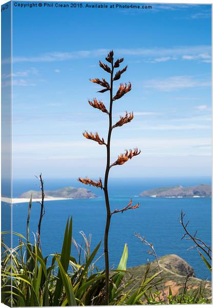  Phormium tenax flax, New Zealand Canvas Print by Phil Crean
