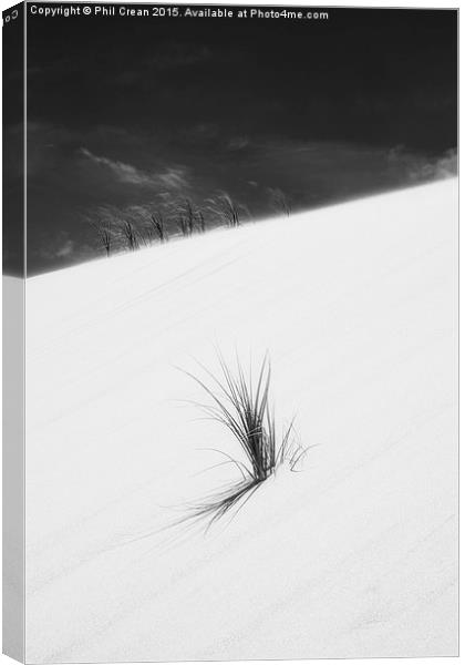  Sand dune and grass, New Zealand Canvas Print by Phil Crean